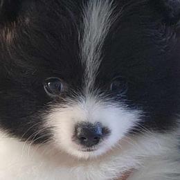 Boy 2 - Tri-colored Pomeranian puppy in Port Charlotte, Florida from PepperJack Poms