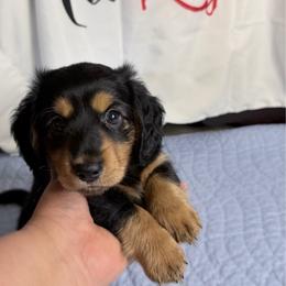 Artemis - Black and tan male Dachshund puppy in Homosassa, Florida from SAN’S Dachshunds