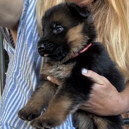 Girl 4 - available - Black and red female German Shepherd puppy in Galt, California from At Redwood Runs