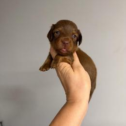 Clifford - Red male Dachshund puppy in Fredericksburg, Indiana from Blue River Mini Dachshunds