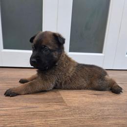 Sneezy - Fawn male Belgian Malinois puppy in Signal Mountain, Tennessee from Torgun Police Dogs