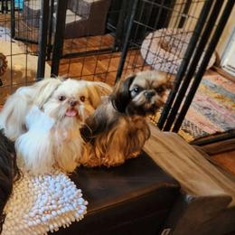 Winnie - Shih Tzu