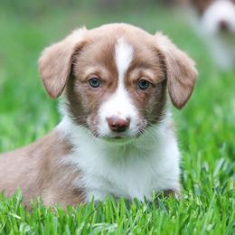 American Corgi, Cardigan Welsh Corgi, and Pembroke Welsh Corgi Puppies from Diamond Corgis