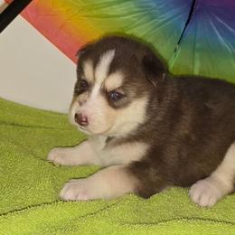 Sprout - Red and white female Siberian Husky puppy in Kansas City, Missouri from Anuun's Huskies