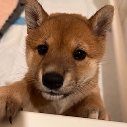 Shiba Inu from Garcia Shiba Inus
