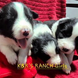 Bonnie - Black and white female Border Collie puppy in Live Oak, Florida from K&R RANCH KENNELS