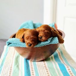 Cavapoo puppies from GeorgiaCavapoos