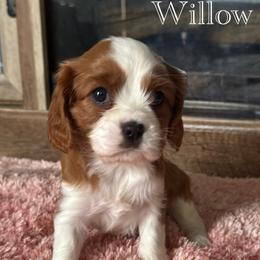 Cavalier King Charles Spaniel Puppies from The Cozy Cavaliers