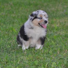 Australian Shepherd Puppies from Platinum Edition