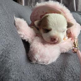 Lilly - Red and white female Chihuahua puppy in East Camden, Arkansas from RoyAl