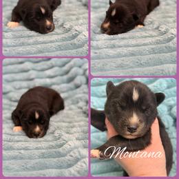 Montana - Agouti and white female Siberian Husky puppy in London, Ohio from Rose Trail Siberian’s