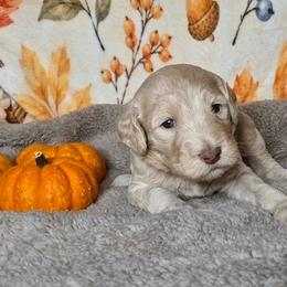 Casper - Fawn and white male Sheepadoodle puppy in Austin, Texas from Darling Doodles