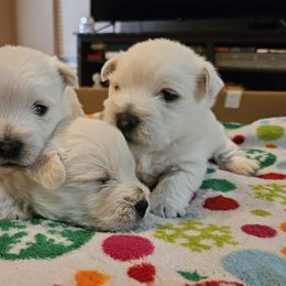 West Highland White Terrier Puppies from Touchdown Westies