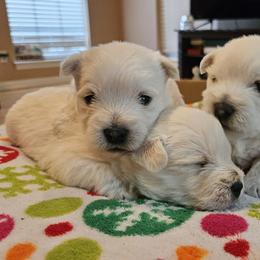 West Highland White Terrier Puppies from Touchdown Westies