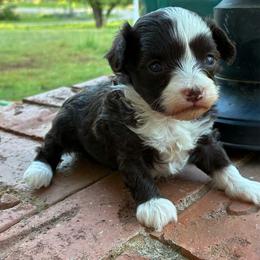 Ursula - Brown and white female Aussiedoodle puppy in Oklahoma City, Oklahoma from Foneb Farm - The F1B Farm