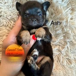Chihuahua Puppies from Sunset Eves Chihuahuas