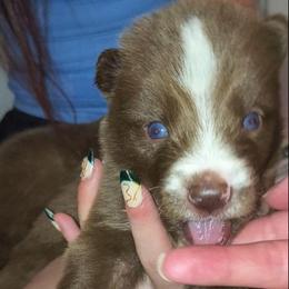 Django - Red and white male Siberian Husky puppy in Richland, Mississippi from Feazell’s Siberian Huskies