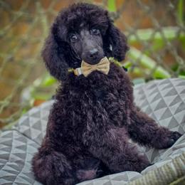 Clyde - Black male Pekingese puppy in Florida from LionPalace