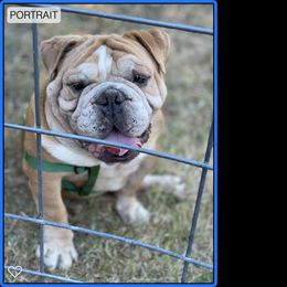 Honey Bear - Olde English Bulldogge