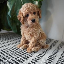 Gordon - Cream male Cockapoo puppy in Shipshewana, Indiana from Home Raised Cockapoos