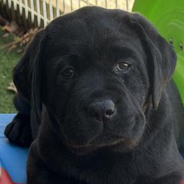 Labrador Retrievers from DogRiver Labradors