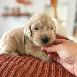 Green - Cream male Goldendoodle puppy in Brooksville, Florida from Abby’s Standard Goldendoodles