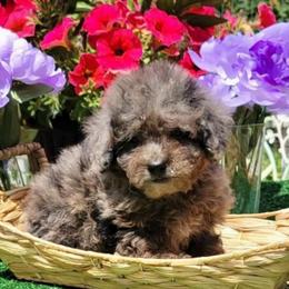 Petunia - Blue Merle Color - Merle female Goldendoodle puppy in Beecher, Illinois from Erica’s Doodles