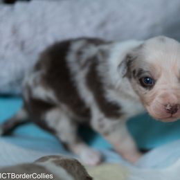 Border Collie Puppies from Air Capital Border Collies