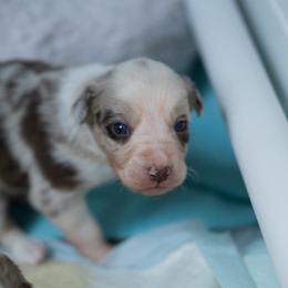 Border Collie Puppies from Air Capital Border Collies