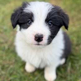 Bane - Black and white male Border Collie puppy in Kalispell, Montana from North Fork Border Collies