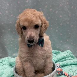 Poodle Puppies from Best Friend Poodles