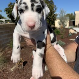 Great Dane Puppies from Oak Bend Danes