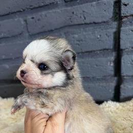 Girl 1 - Wolf sable female Pomsky puppy in Mesa, Arizona from Platinum Pomskies