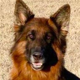 Xyla - German Shepherd