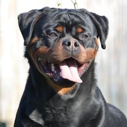 Rottweiler puppies from HAUS OF RZA