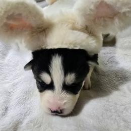 Ruby - Black and white female Siberian Husky puppy in Kansas City, Missouri from Anuun's Huskies