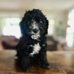 Blitz - Black and white male Cavapoo puppy in Strasburg, Pennsylvania from Still Water Puppies