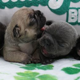 French Bulldog Puppies from Busy Bee French Bulldogs