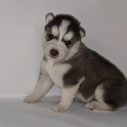 Fire cracker - Red and white male Siberian Husky puppy in Kansas City, Missouri from Anuun's Huskies