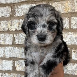 Black Collar Female - Merle female Goldendoodle puppy in Lithia Springs, Georgia from Opulent Goldendoodles