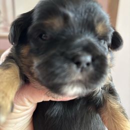 Tanner - Black and tan male Shih Tzu puppy in Redmond, Oregon from Jazzie Shih Tzu & English Toy Spaniels