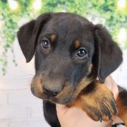 Goji Berry - Black and rust male Beauceron puppy in Seattle, Washington from SilverStruck Kennels