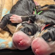 Red boy - Black, white and red Greater Swiss Mountain Dog puppy in Hockessin, Delaware from Simply Swissies