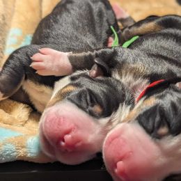 Red boy - Black, white and red Greater Swiss Mountain Dog puppy in Hockessin, Delaware from Simply Swissies
