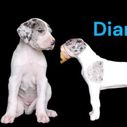 Princess Diana - Merle female Great Dane puppy in Brookings, South Dakota from Debonair Danes