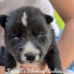 Achillia (ah-keel-e-ah) - Agouti and white female Siberian Husky puppy in Richland, Mississippi from Feazell’s Siberian Huskies