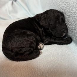 Girl 3 - female Australian Labradoodle puppy in Austin, Texas from AussieTex Labradoodles