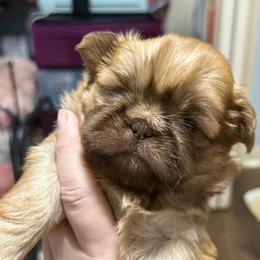 Solid girl - Liver female Shih Tzu puppy in Berkeley Springs, West Virginia from Sandridge Shih Tzus