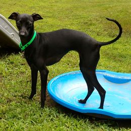 Italian Greyhound Puppies from Cave Canem Rex Italian Greyhounds