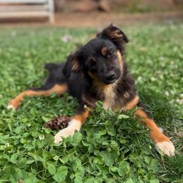 Bo - Black tri male Miniature Australian Shepherd puppy in Shingletown, California from Whiskeytown Aussies